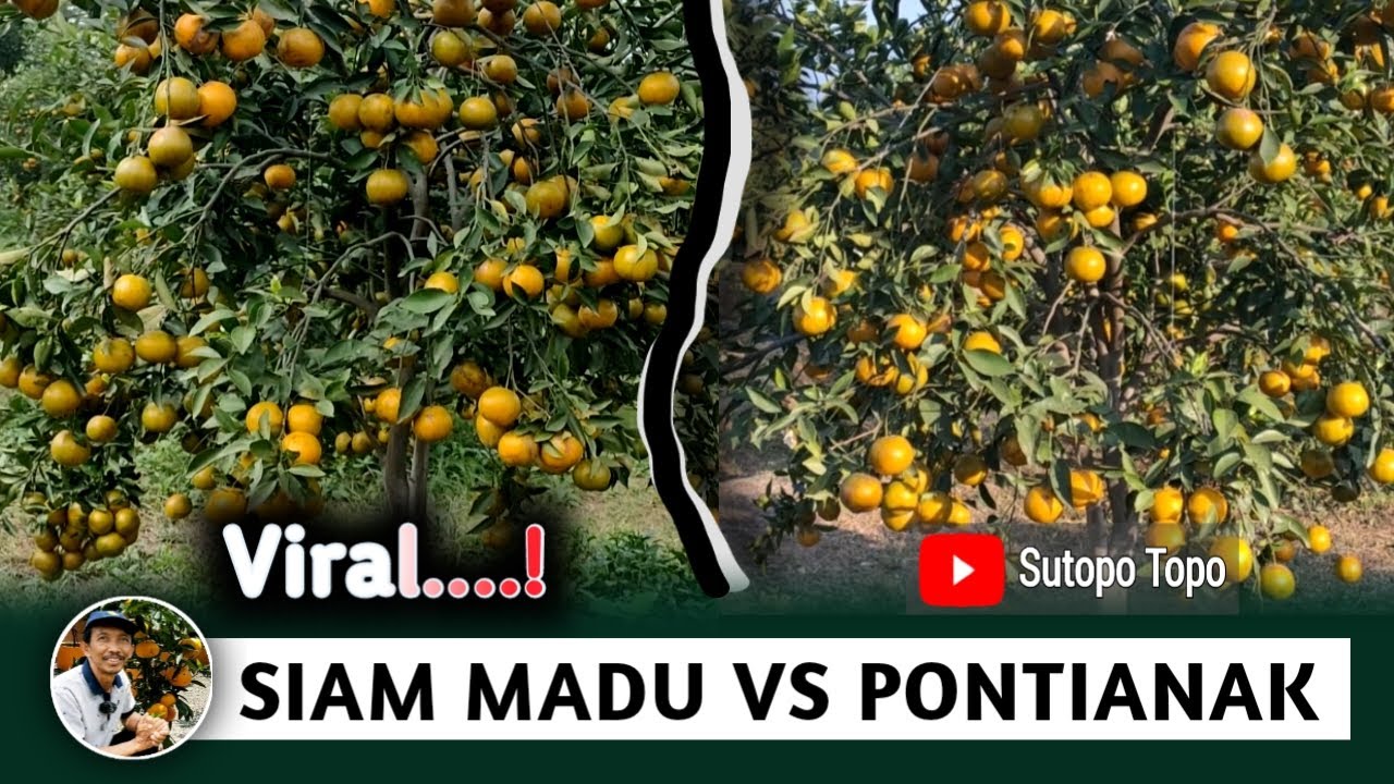 JERUK SIAM MADU VS SIAM PONTIANAK, MANA YANG LEBIH BAIK?