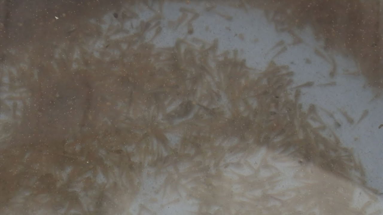 ウナギと並ぶ夏場の滋養強壮食「ドジョウ」の稚魚２０３万匹が養殖場へ