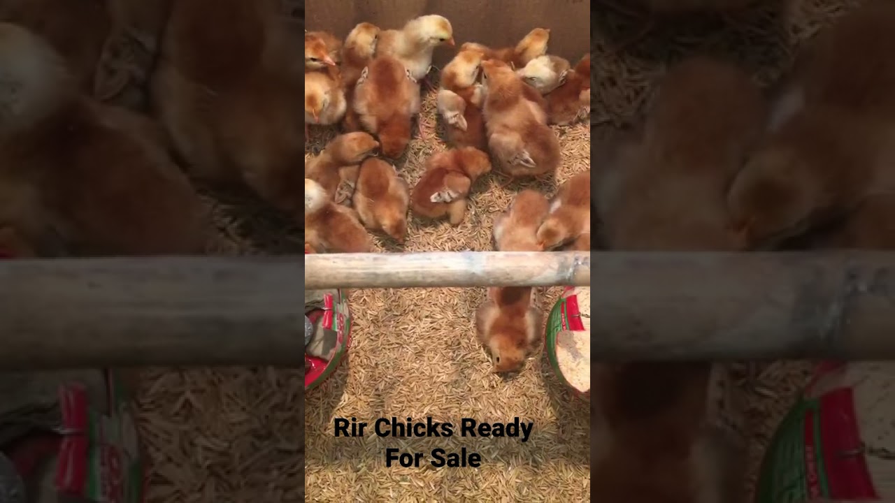 RiR Chicks 6 Day Old WhatsAp 9411364640#RIRCHICKS #DESICHICKS #RhodeIslandRed #dehradun #PoultryFarm