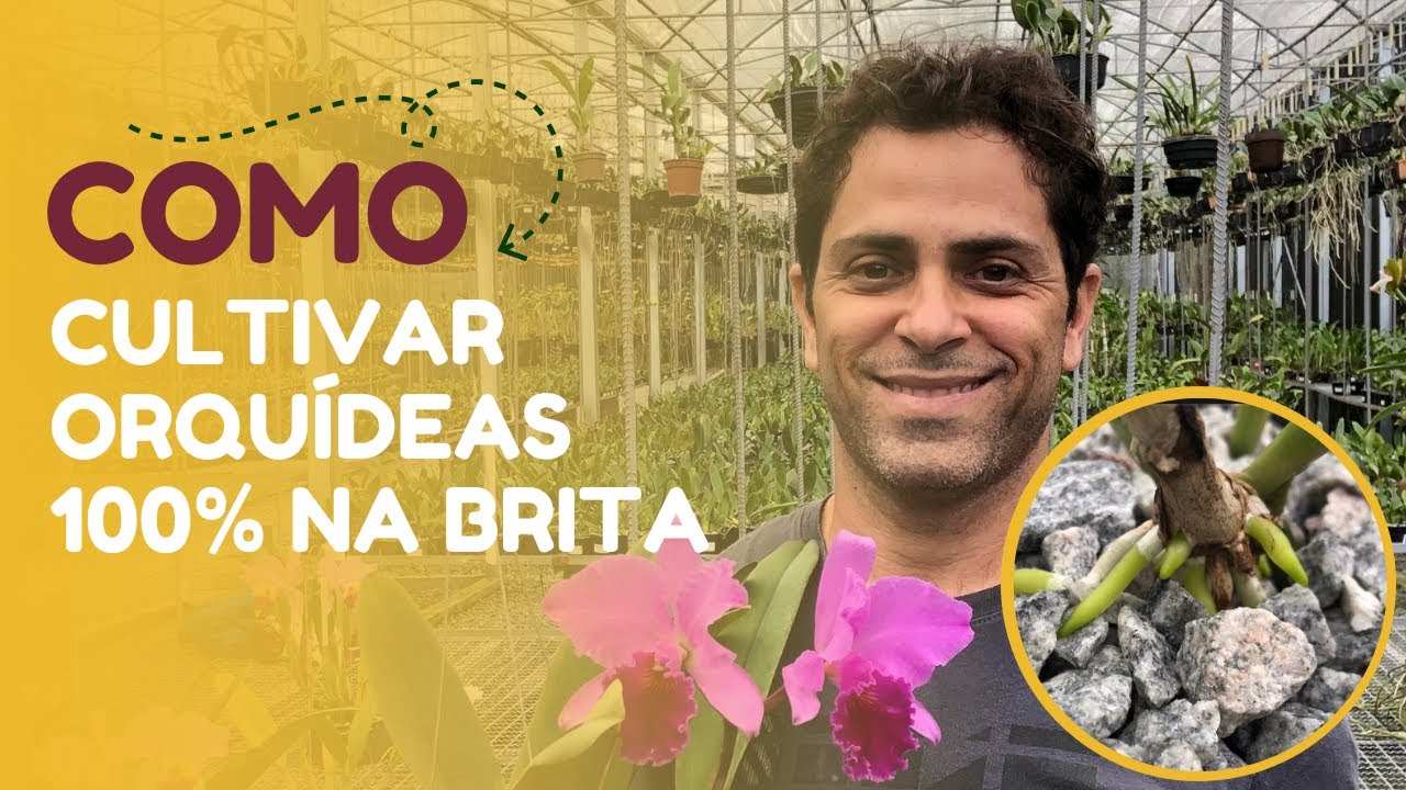 O GRANDE SEGREDO DE CULTIVAR ORQUÍDEAS EM BRITA