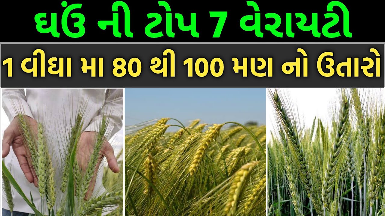 ઘઉં ના બિયારણ ની નવી જાત | ઘઉંની બેસ્ટ જાત | ઘઉંની ટોપ સાત જાત | Ghau Ni Navi Jat ||Junagadh Kheti