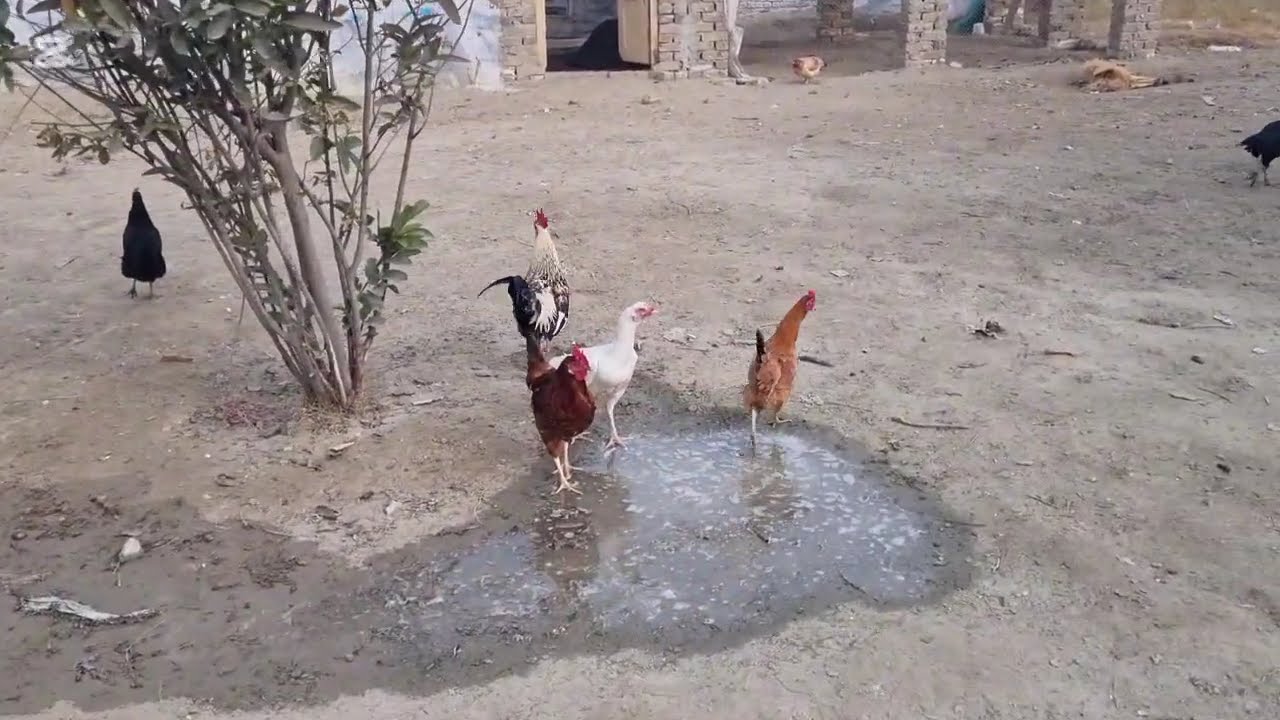 desafios-na-piscina 32