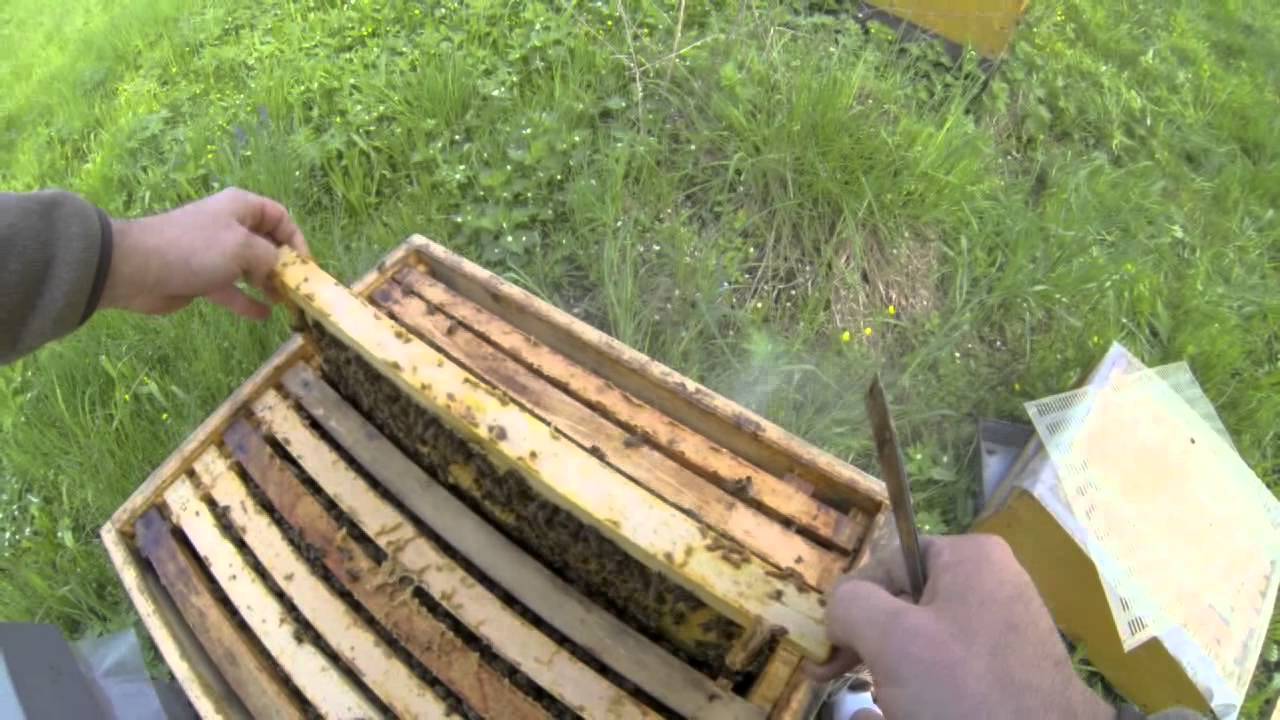 Schwarmkontrolle + Schr&ouml;pfen