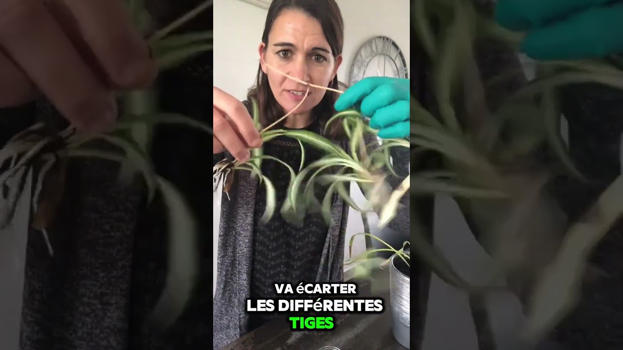 Bouturage de chlorophytum la plante pour ceux qui n'ont pas la main verte  #flowers #plants #plante