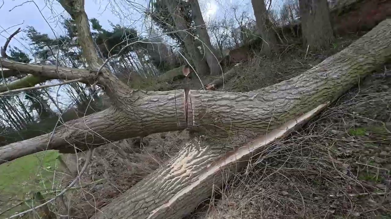 Removing trees for health and safety 