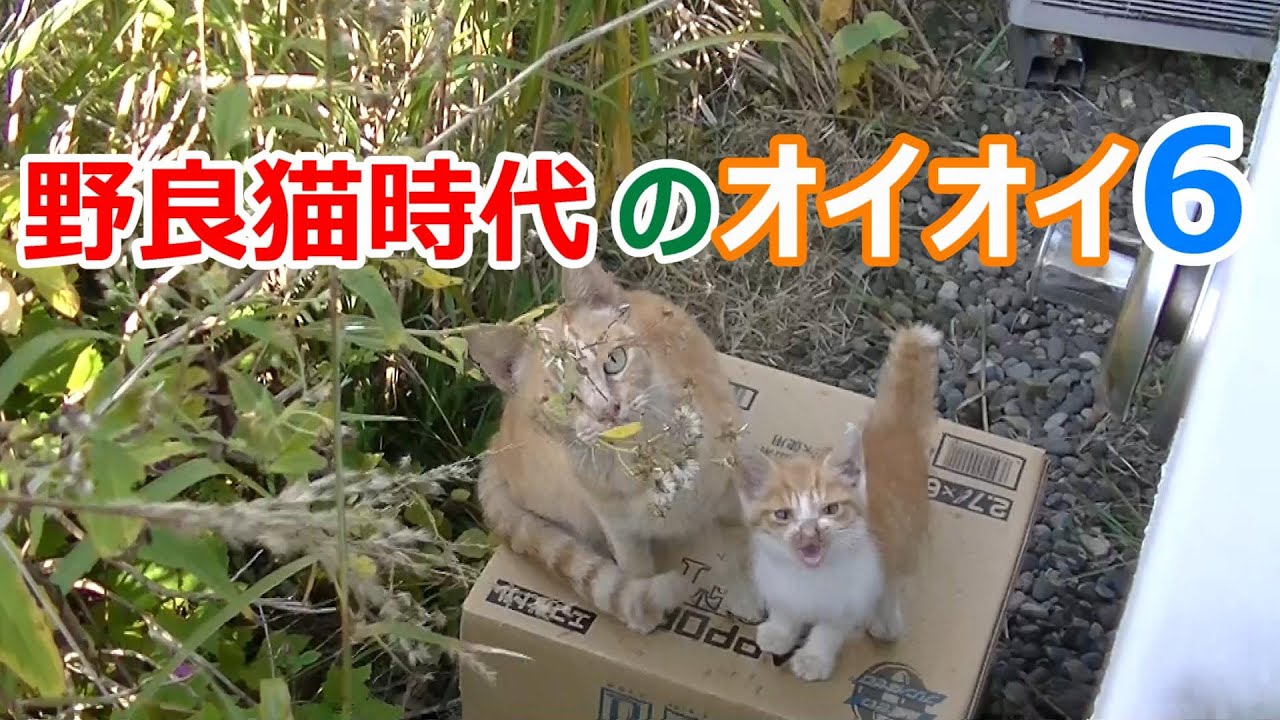 Бездомного кота зовут Оой Часть 6 Котенок и мама-кошка
