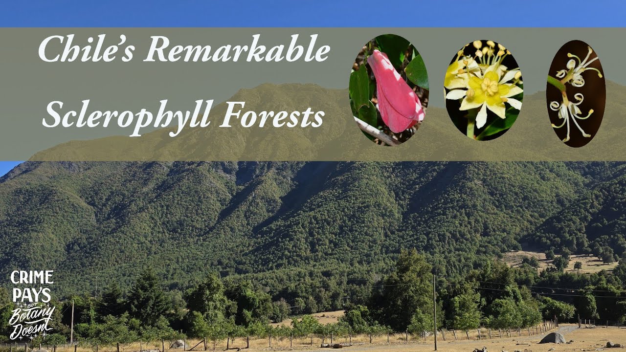 Chile's Remarkable Sclerophyll Forests