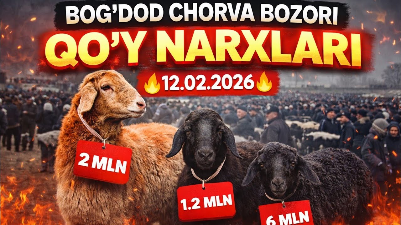 BOGʻDOD CHORVA BOZORI QOʻY NARXLARI 12.02.2026 ✅️✅️✅️