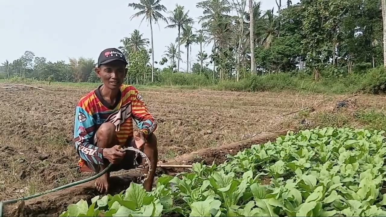 Inilah salah satu syarat tanaman sawi bisa cepat panen #petanimilenial #pertanian