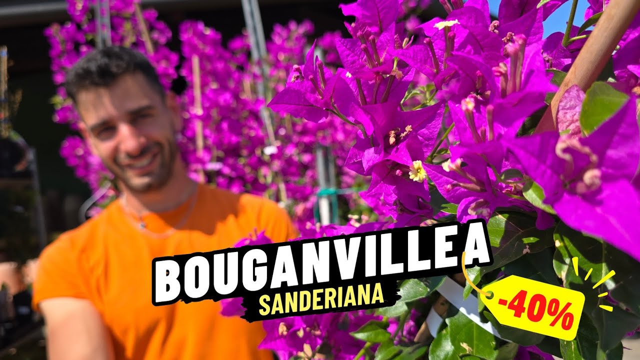 Bougainvillea Sanderiana in Sconto Adesso da Sassi Garden!!