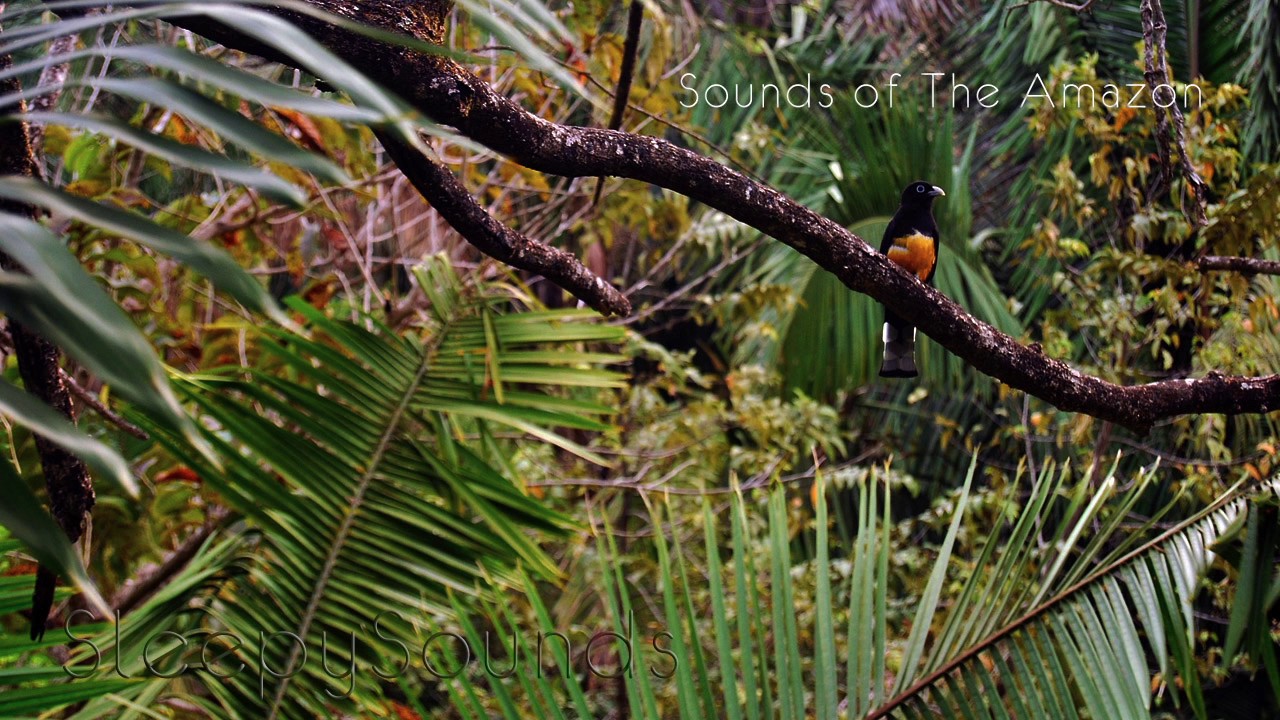 Jungle Birds and Crickets: Sounds of the Amazon – 9 Hour Soundscape for Ambience, Sleep
