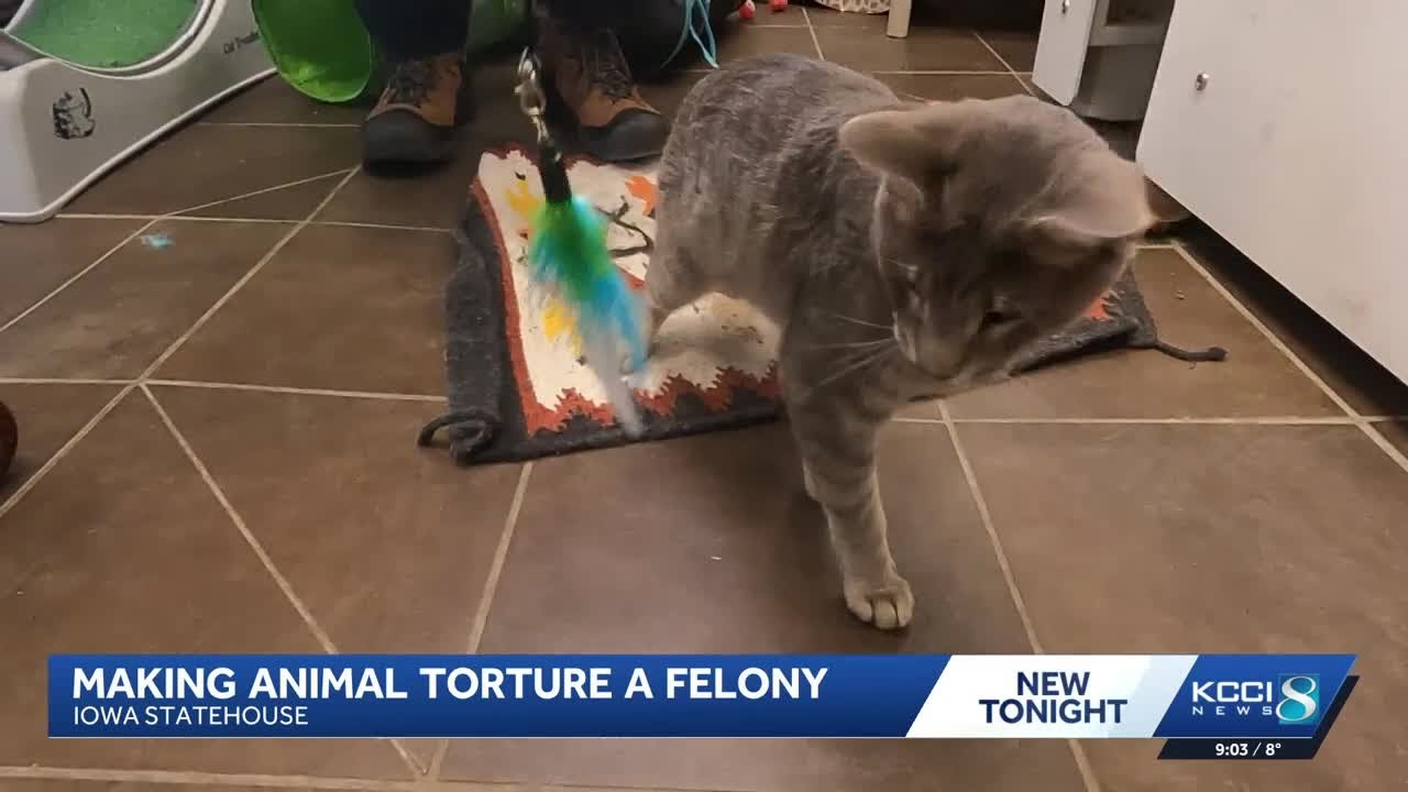 Animal Rescue League of Iowa calls on lawmakers to make animal torture a felony