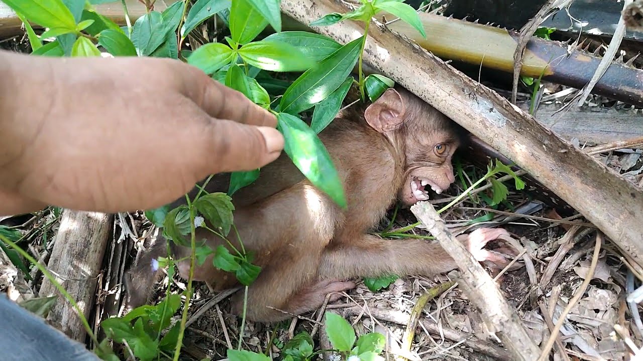 Poor baby monkey