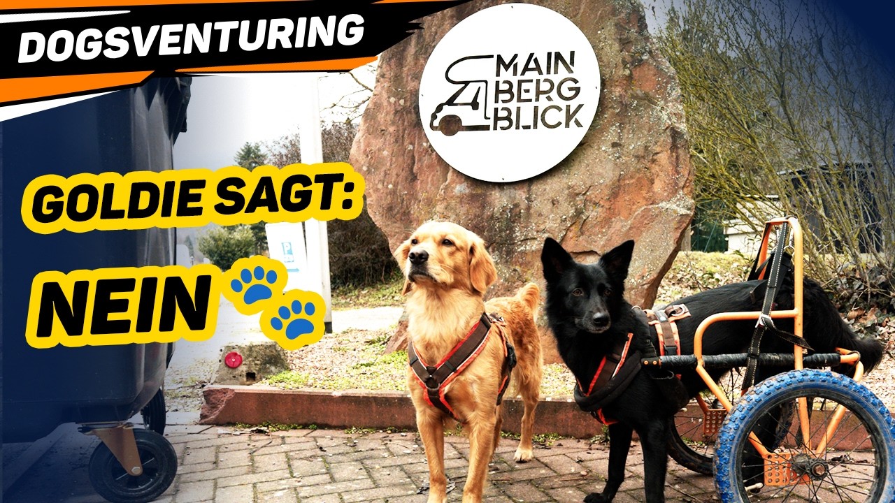 Goldie sagt NEIN 🐾 | Stellplatz-Check aus Sicht eines Rolli-Hundes