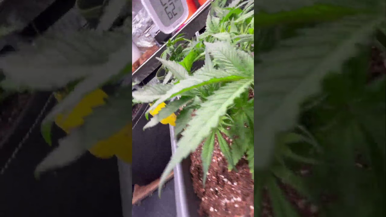 Inside my plants #nature #indoor #grow #weed #hst #lst #green #music