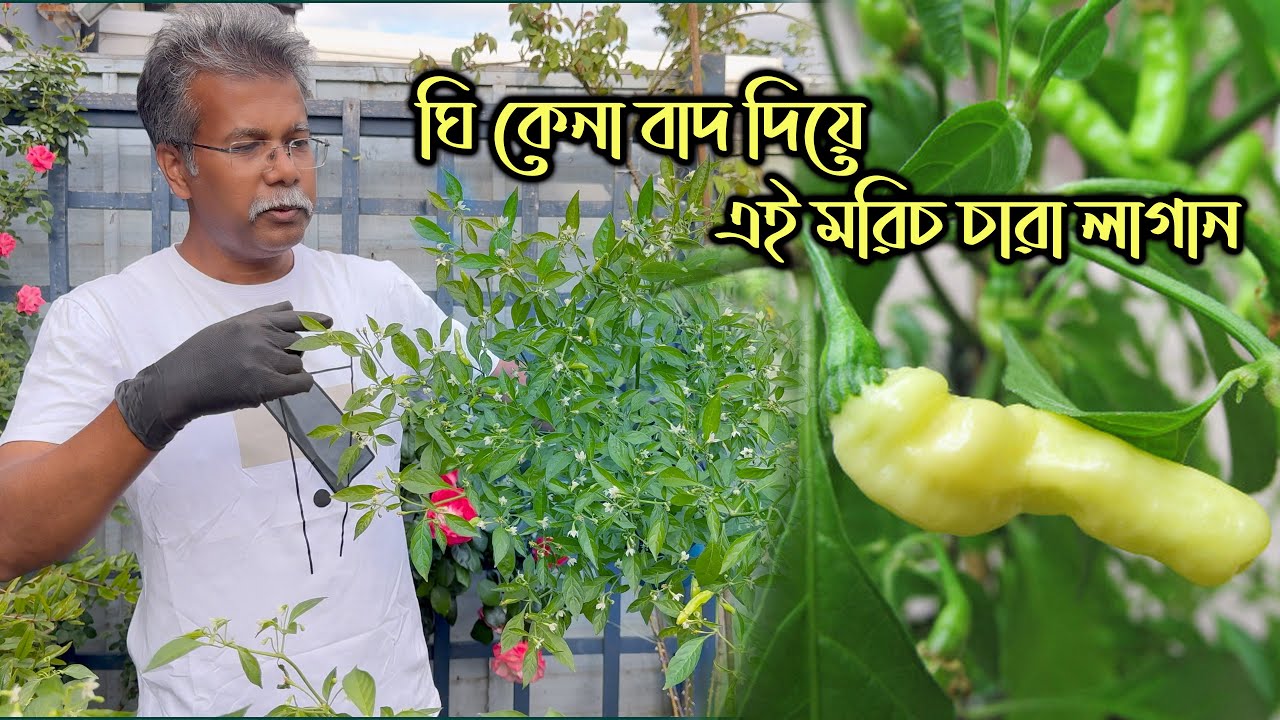 ঘি কেনা বাদ দিয়ে দিবেন! কারন এই নাগা মরিচেই আছে ঘি-এর মত ঘ্রাণ আর স্বাদ! 🔥