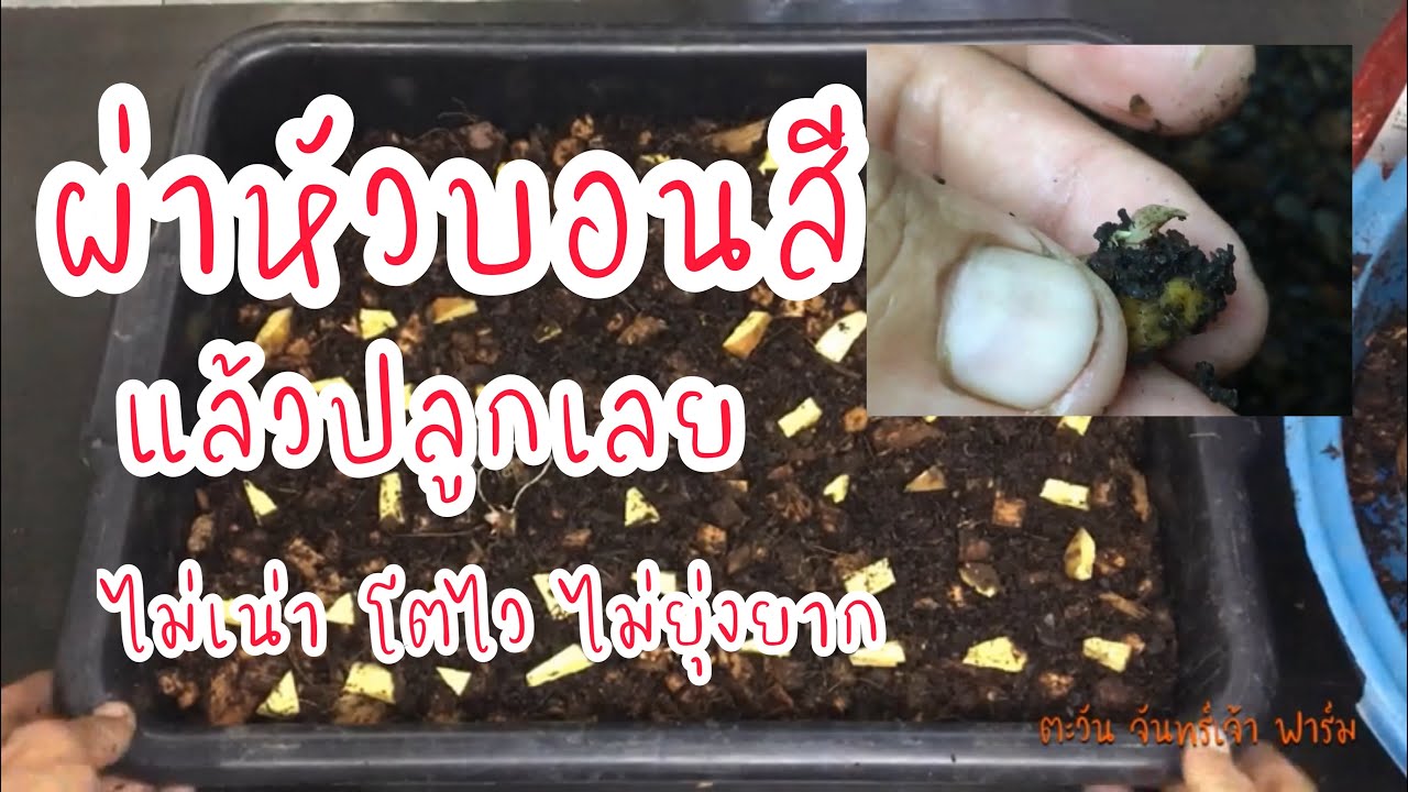 ผ่าหัวบอนสี แล้วปลูกเลย ไม่เน่า โตไว ไม่ยุ่งยาก
