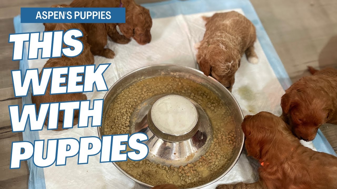 What do Mini Goldendoodles learn at 3 weeks old?  Aspen's puppies this week!