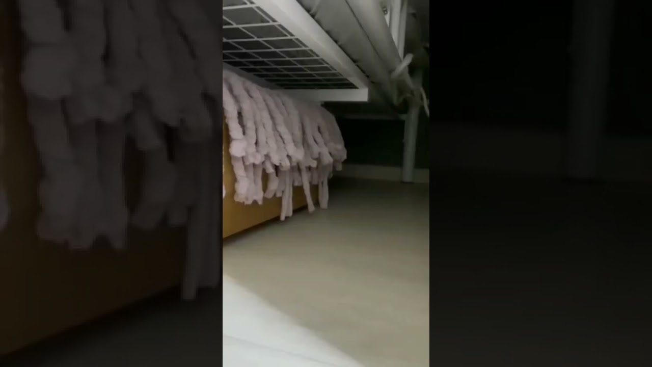 #kitten #cat #neko #shorts #shortvideo