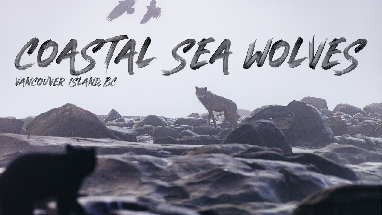 Coastal Sea Wolves | Vancouver Island, BC