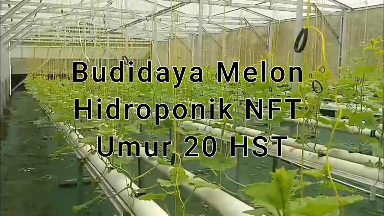 Budidaya Melon Hidroponik NFT Umur 20 HST