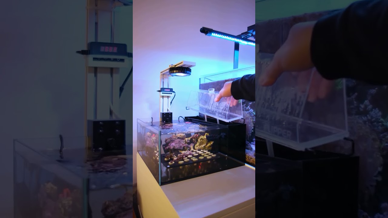 Flipper Cleaner ATO for the Reef Casa Frag Tank