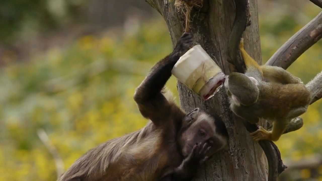 Zoom ice lolly 'enrichment' at Living Links in Edinburgh Zoo