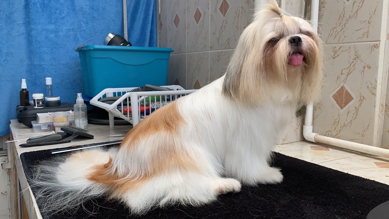 Cómo HIDRATAR el PELO de tu PERRO | 😱😱😱 | La Casita de los Shih Tzu