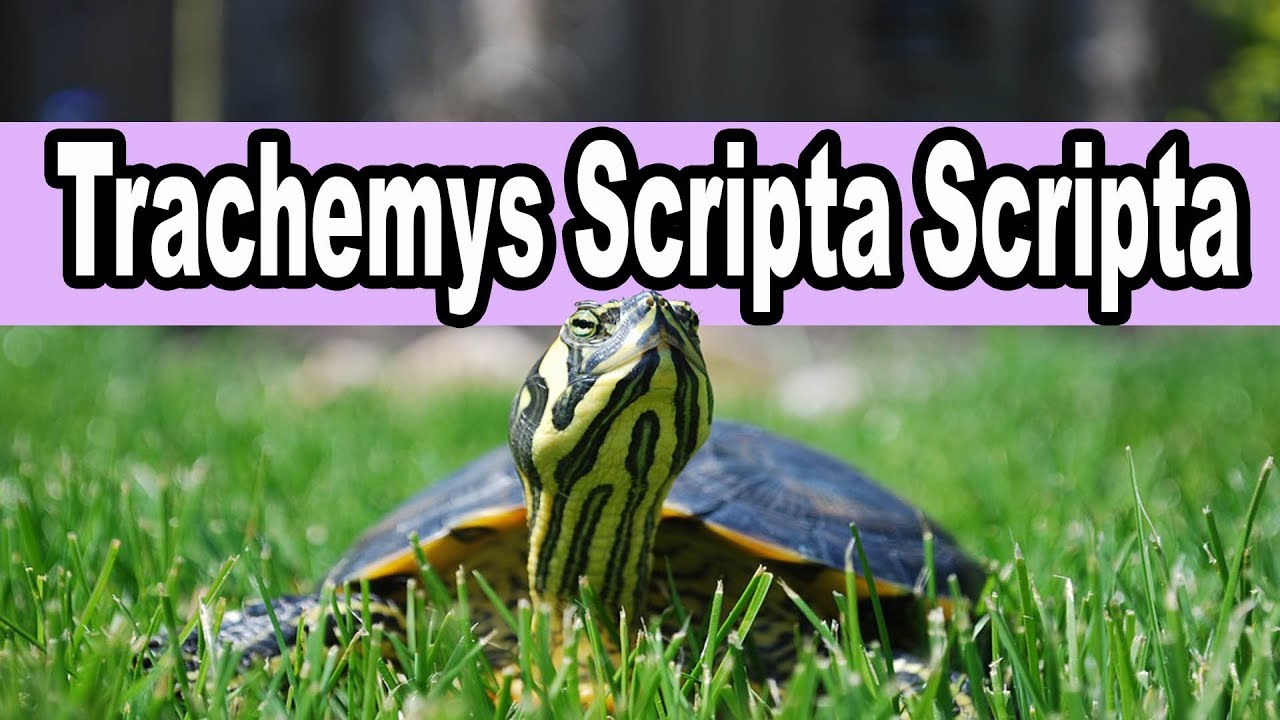 Tortuga de orejas amarillas / Trachemys Scripta Scripta