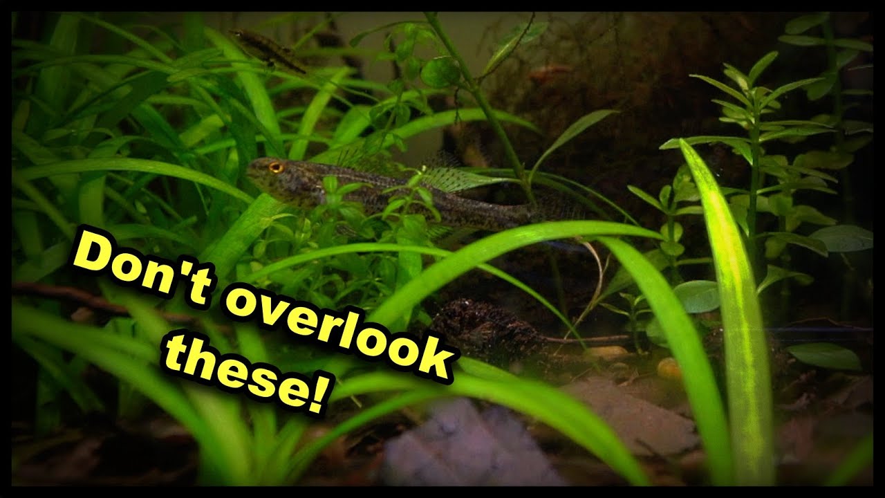 Friday Fish Files Ep.8 - Swamp Darter