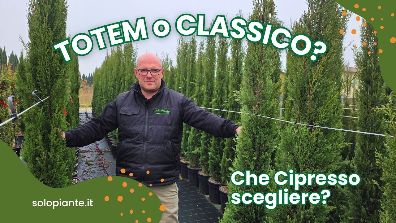 Cipresso Classico o Cipresso Totem? Differenze e quale scegliere