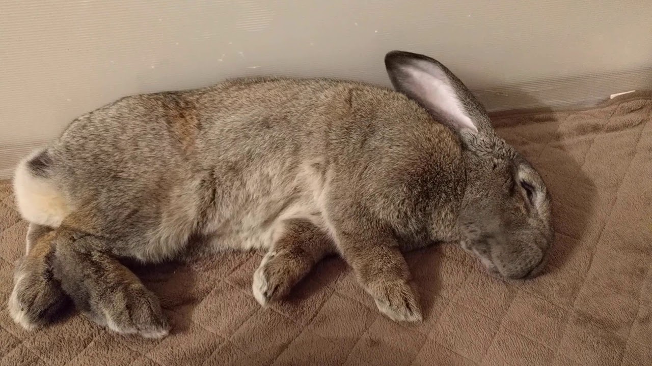 Continental Giant Rabbit: Hug me