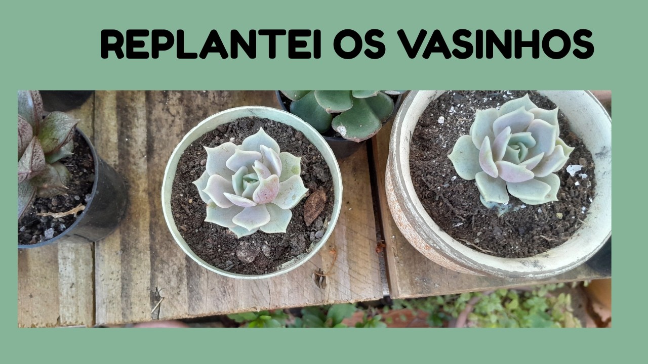 REPLANTES DOS VASINHOS E CORTE DAS MUDAS DA MONALISA