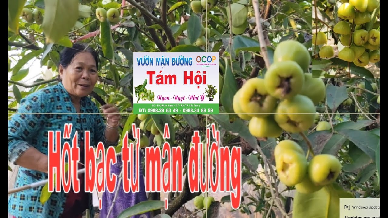 Toàn cảnh mùa thu hoạch mận ngon nhất miền tây - mận đường Tám Hội đặc sản Sóc Trăng sản phẩm OCOP
