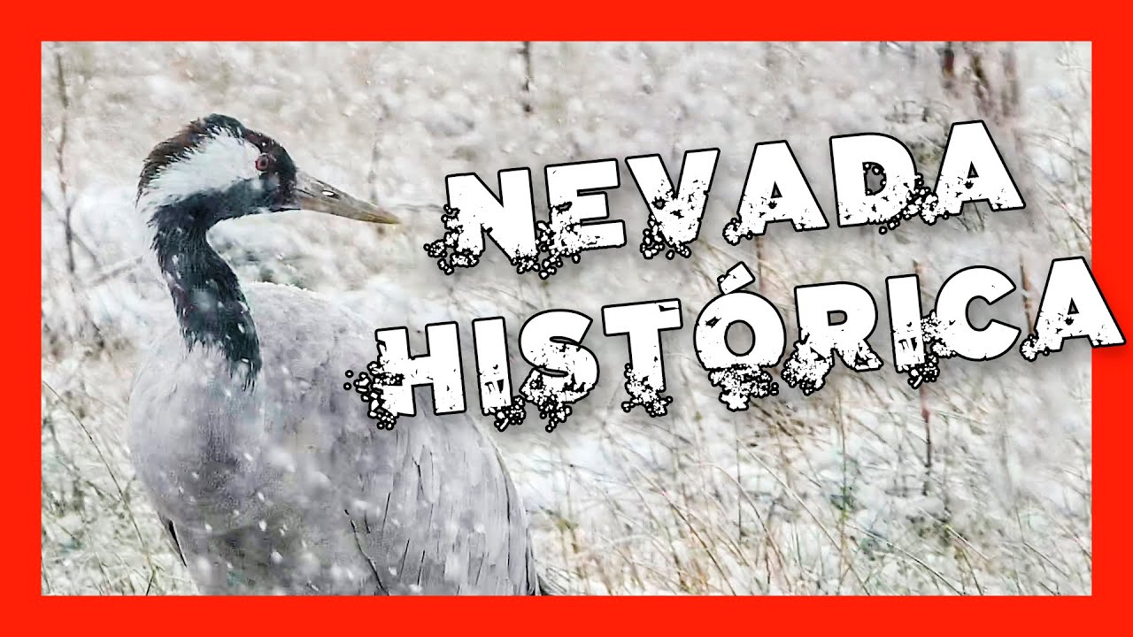 🔴 DIRECTO AVES acuáticas NEVADA HISTÓRICA!! Ávila #114
