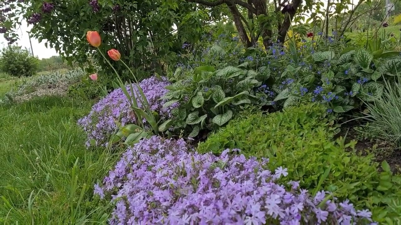 Flioksas ylialapis ( Phlox subulauta ) 'Purple Beauty'