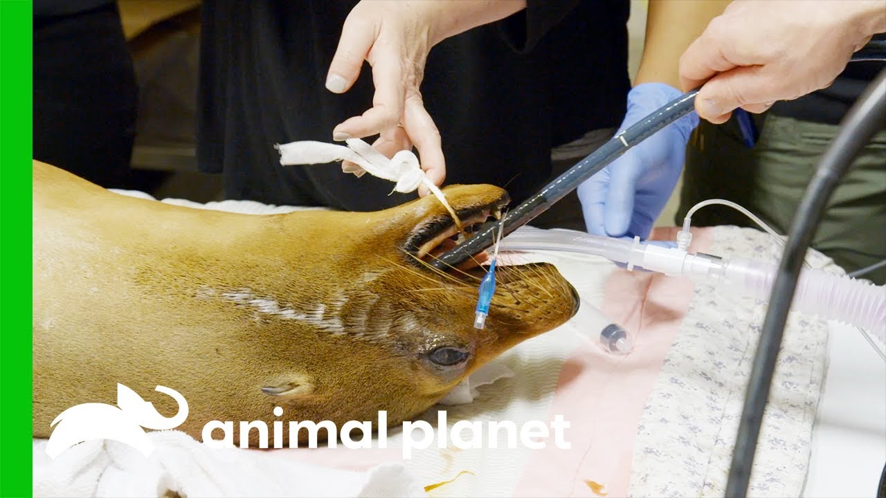 Sea Lion Swallows A Plastic Figure | The Zoo