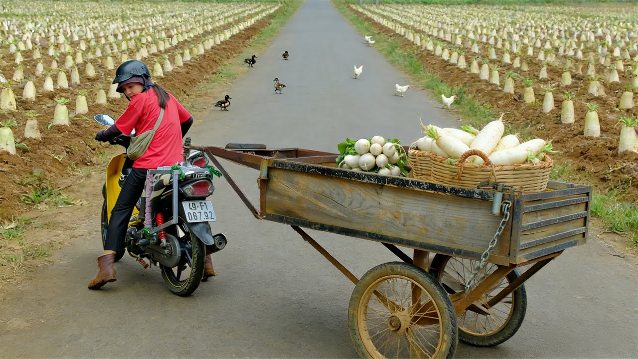 Harvest A Truckload Of White Radish To Sell At Market – Cook, Improve The Soil: Fertilize, Disinfect
