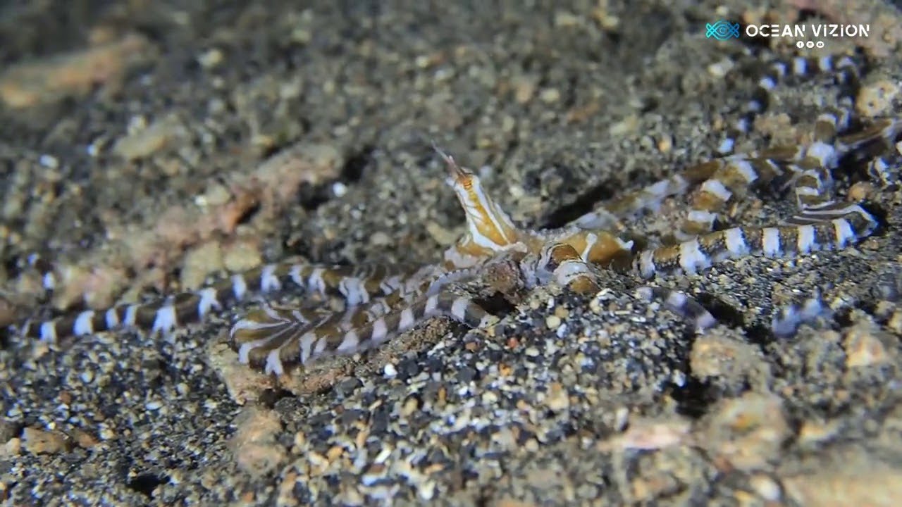 Amazing Wunderpus Octopus || ViralHog