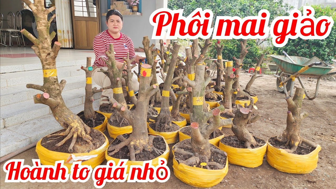 29/1 Chị Diễm 0787905052 gl lô mai phôi dảo hạt thủ Đức hoành to giá rẻ |MaivàngThanhTâm