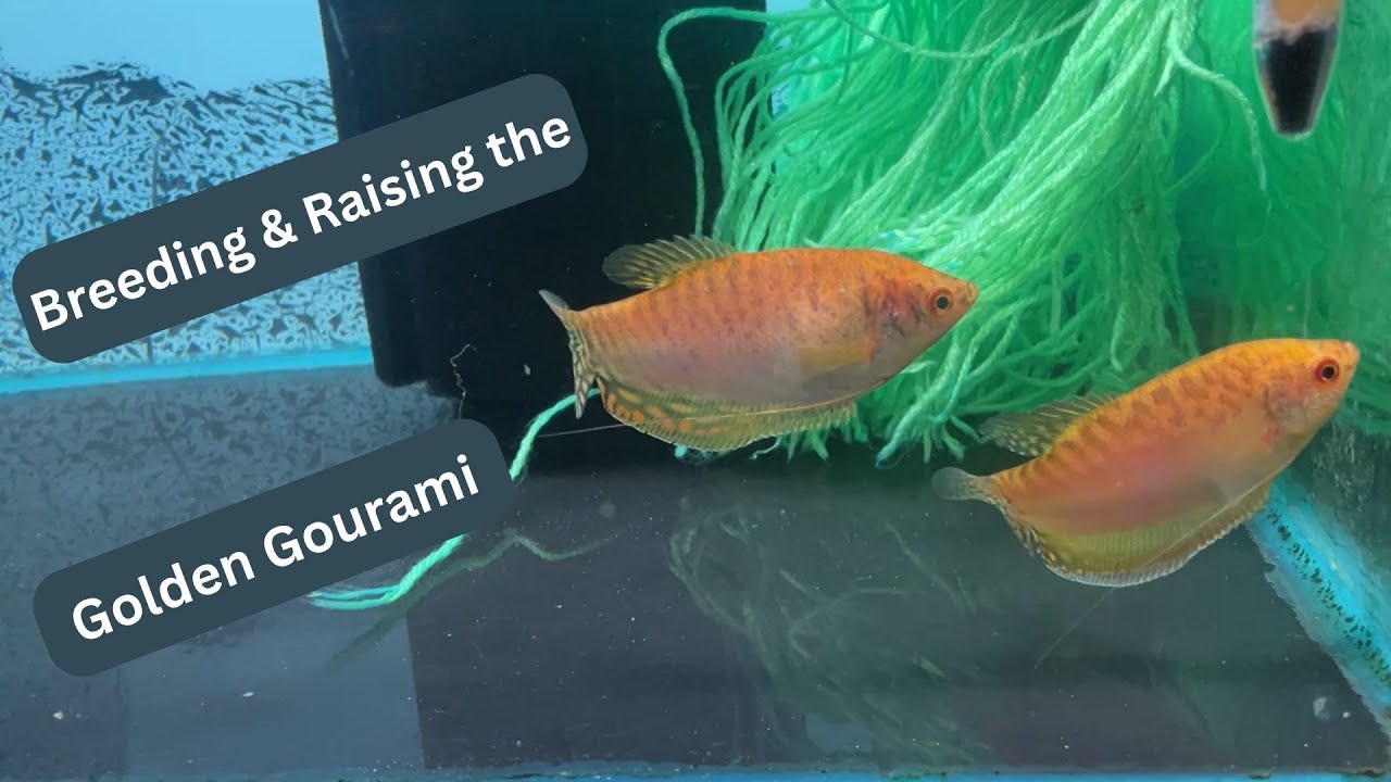 Breeding Gold Gouramis
