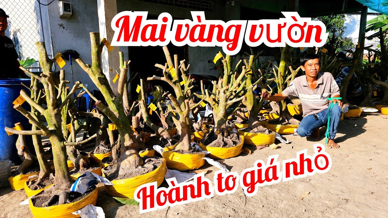 A. Tuấn 📲 O9I9977452 về lô mai mới phôi mai vàng vườn hoành to giá rẻ 16/3 Chợ Gạo (@MaivàngQuêdừa)