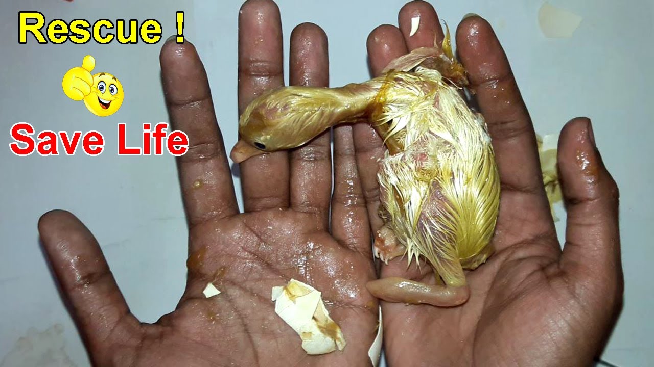 Egg Rescue! HELPING Ducklings Hatch || From Egg to Duck