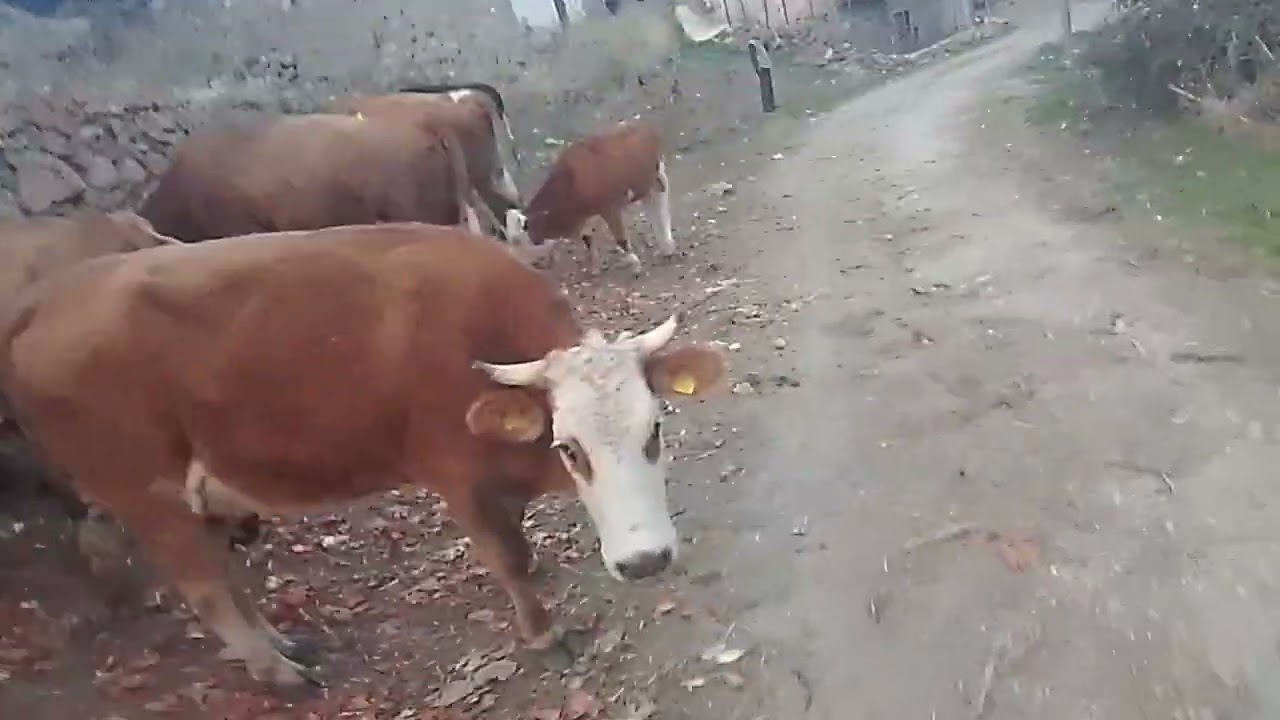 Süt bidonlarını dedeme götürüyorum hemde danaları çekiyorum