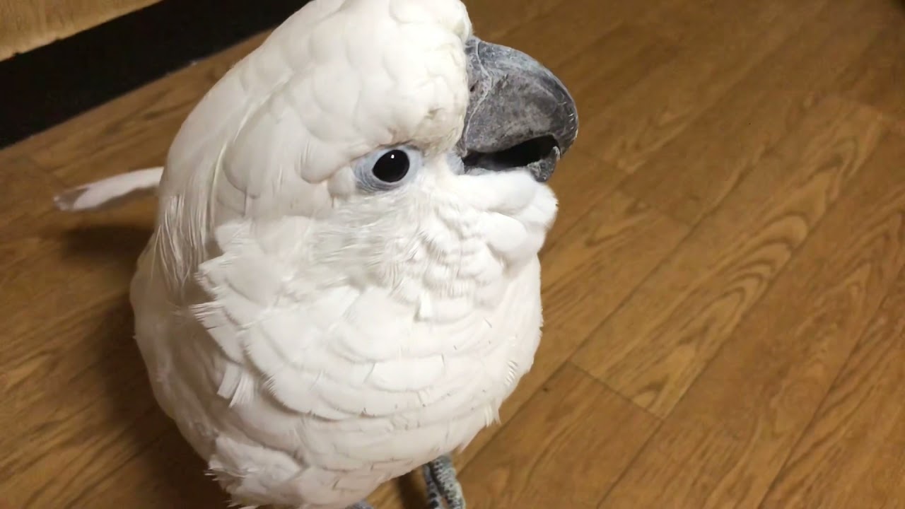 旅行から帰ってきたらうちのタイハクオウムがいつもと様子違う件…