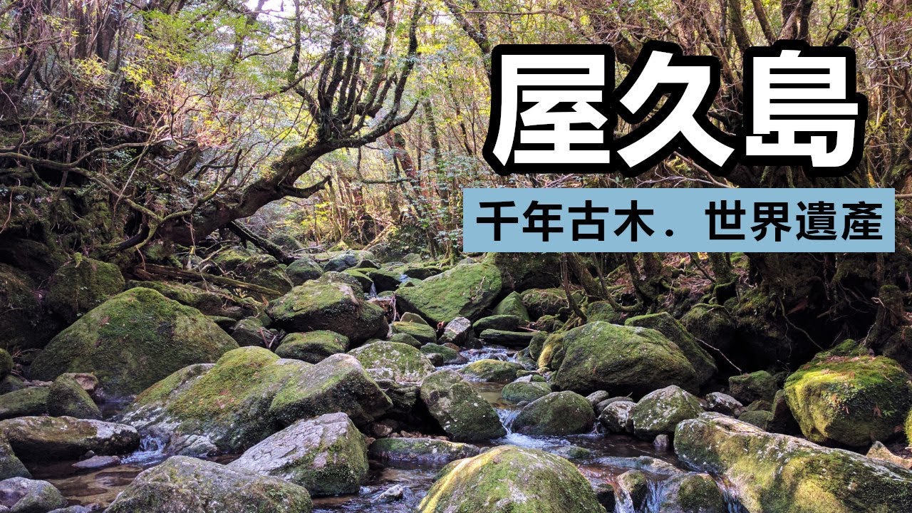 世界遺產屋久島3天2夜行山自駕遊 - 訪尋千年古木, 尋找幽靈公主森林