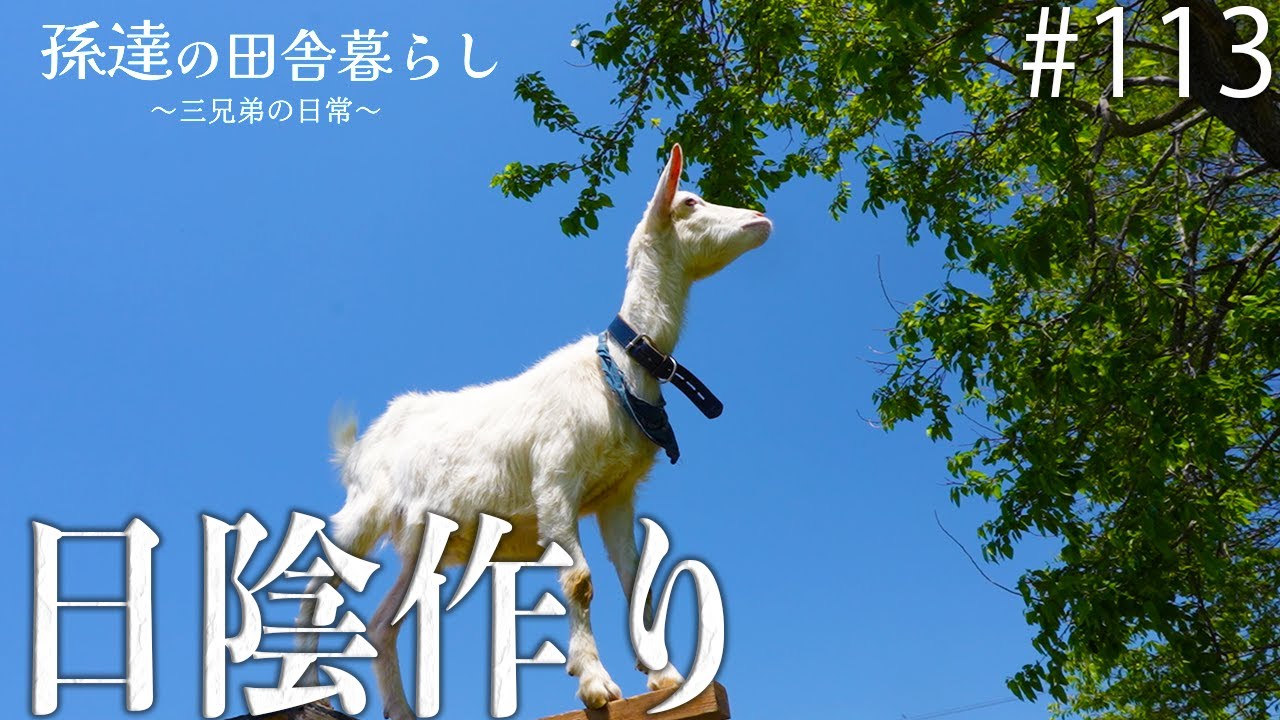 ヤギの柵の中の日陰作り‼︎作業中にイタズラして来るヤギの様子が可愛すぎた… #113