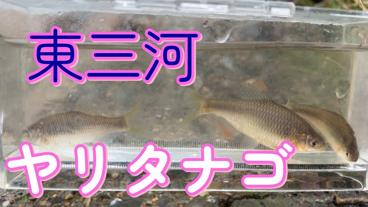 東三河のヤリタナゴ