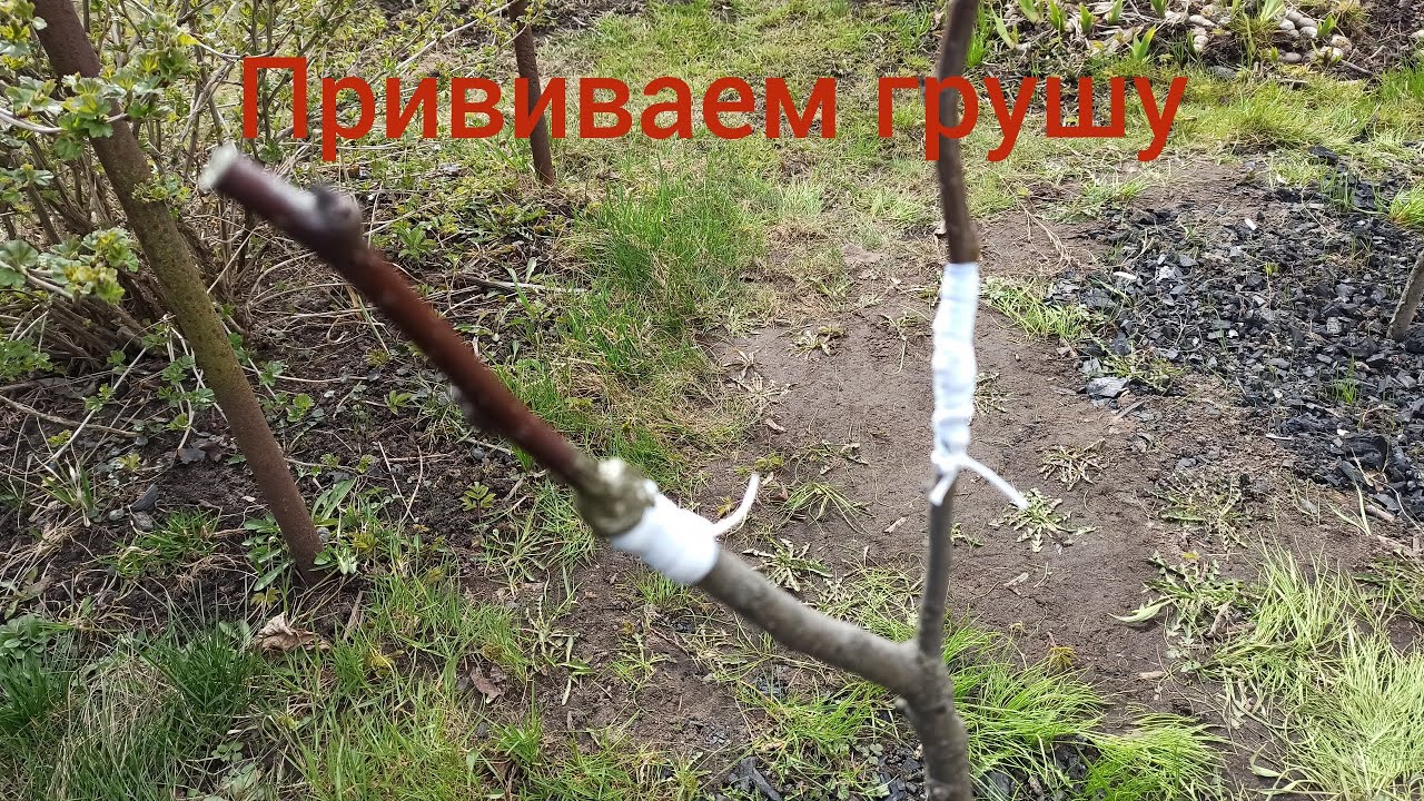 Два способа прививки. Прививаем грушу.Улучшенная копулировка и боковой расщеп.