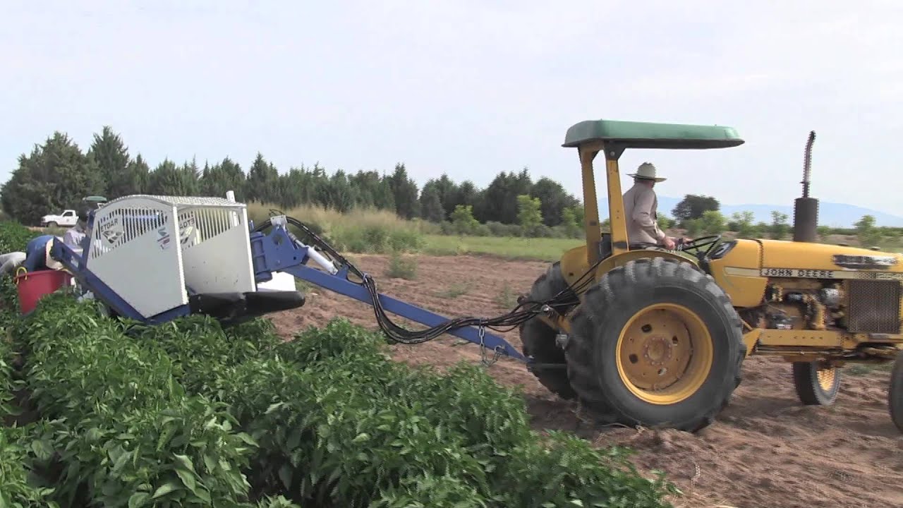 Green Chile Harvesting Machine May Offer Some Hope For Industry To Rebound In NM